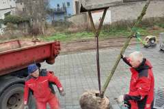 Baumpflanzung